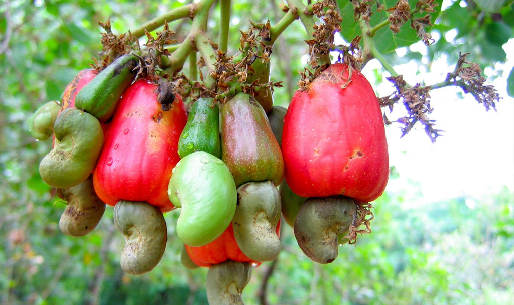 Cashew Kernel Grading: How Quality Impacts The Market